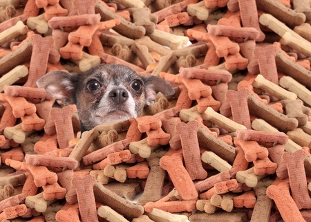 A little dog poking his head through a pile of orange and brown dog bone treats