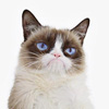 Grumpy_Cat.jpg